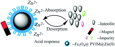 Graphical abstract: Fe3O4@PVIM@Zn(ii) magnetic microspheres for luteolin recognition via combined reflux-precipitation polymerization and metal-ion affinity strategy