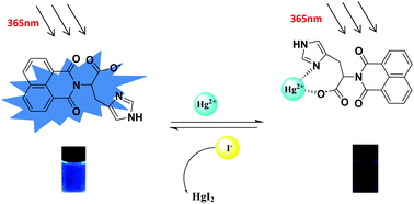 Graphical abstract: A novel histidine-functionalized 1,8-naphthalimide-based fluorescent chemosensor for the selective and sensitive detection of Hg2+ in water