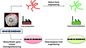 Graphical abstract: Engineering microbial hosts for production of bacterial natural products