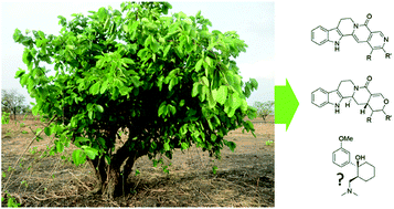 Graphical abstract: Nauclea latifolia: biological activity and alkaloid phytochemistry of a West African tree