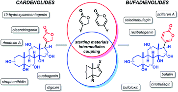 Graphical abstract: The synthesis of cardenolide and bufadienolide aglycones, and related steroids bearing a heterocyclic subunit