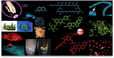 Graphical abstract: Fluorescent natural products as probes and tracers in biology