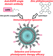 Graphical abstract: Site-specific conjugation of single domain antibodies to liposomes enhances photosensitizer uptake and photodynamic therapy efficacy