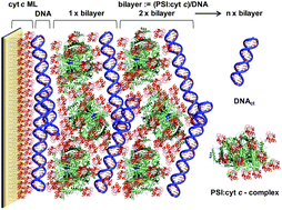 Graphical abstract: Engineering of supramolecular photoactive protein architectures: the defined co-assembly of photosystem I and cytochrome c using a nanoscaled DNA-matrix