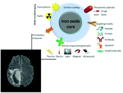 Graphical abstract: Application of iron oxide nanoparticles in glioma imaging and therapy: from bench to bedside