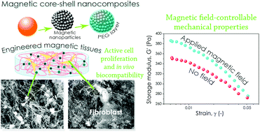 Graphical abstract: Biocompatible magnetic core–shell nanocomposites for engineered magnetic tissues