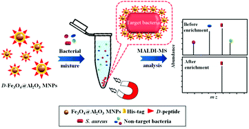 Graphical abstract: Affinity capture using peptide-functionalized magnetic nanoparticles to target Staphylococcus aureus