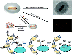 Graphical abstract: Simultaneous tracking of drug molecules and carriers using aptamer-functionalized fluorescent superstable gold nanorod–carbon nanocapsules during thermo-chemotherapy