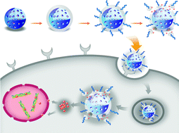 Graphical abstract: Versatile surface engineering of porous nanomaterials with bioinspired polyphenol coatings for targeted and controlled drug delivery