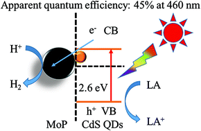 Graphical abstract: A highly efficient noble metal free photocatalytic hydrogen evolution system containing MoP and CdS quantum dots