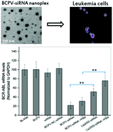 Graphical abstract: Biodegradable charged polyester-based vectors (BCPVs) as an efficient non-viral transfection nanoagent for gene knockdown of the BCR–ABL hybrid oncogene in a human chronic myeloid leukemia cell line