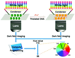 Graphical abstract: HSI colour-coded analysis of scattered light of single plasmonic nanoparticles