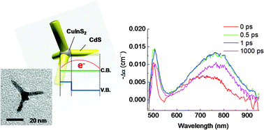 Graphical abstract: Light-stimulated carrier dynamics of CuInS2/CdS heterotetrapod nanocrystals