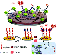 Graphical abstract: Zirconium–metalloporphyrin frameworks as a three-in-one platform possessing oxygen nanocage, electron media, and bonding site for electrochemiluminescence protein kinase activity assay