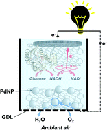 Graphical abstract: Cubic PdNP-based air-breathing cathodes integrated in glucose hybrid biofuel cells