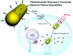 Graphical abstract: A photothermally responsive nanoprobe for bioimaging based on Edman degradation