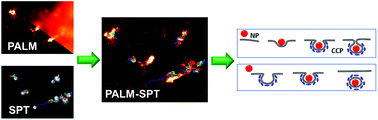 Graphical abstract: Super-resolution imaging-based single particle tracking reveals dynamics of nanoparticle internalization by live cells