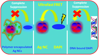 Graphical abstract: Effect of compartmentalization of donor and acceptor on the ultrafast resonance energy transfer from DAPI to silver nanoclusters