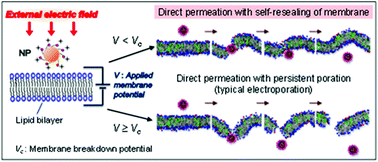 Graphical abstract: MD simulation study of direct permeation of a nanoparticle across the cell membrane under an external electric field