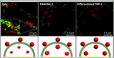Graphical abstract: Analysing intracellular deformation of polymer capsules using structured illumination microscopy