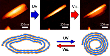 Graphical abstract: Photo-induced morphological winding and unwinding motion of nanoscrolls composed of niobate nanosheets with a polyfluoroalkyl azobenzene derivative