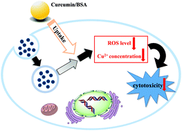 Graphical abstract: Suppressing the cytotoxicity of CuO nanoparticles by uptake of curcumin/BSA particles