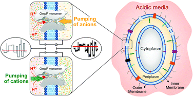 Graphical abstract: Stochastic pumping of ions based on colored noise in bacterial channels under acidic stress