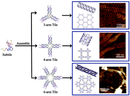 Graphical abstract: Construction of DNA nanotubes with controllable diameters and patterns using hierarchical DNA sub-tiles