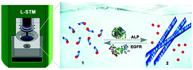 Graphical abstract: Using L-STM to directly visualize enzymatic self-assembly/disassembly of nanofibers