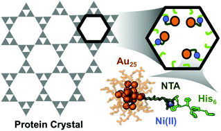 Graphical abstract: Gold nanoparticle capture within protein crystal scaffolds