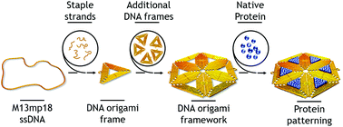 Graphical abstract: Protein patterning by a DNA origami framework