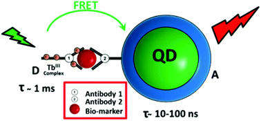 Graphical abstract: Compact quantum dot–antibody conjugates for FRET immunoassays with subnanomolar detection limits
