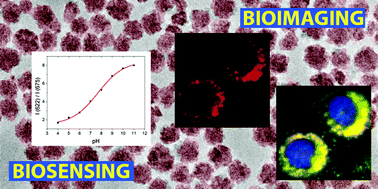 Graphical abstract: Synthesis and functionalization of monodisperse near-ultraviolet and visible excitable multifunctional Eu3+, Bi3+:REVO4 nanophosphors for bioimaging and biosensing applications