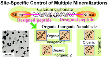 Graphical abstract: Site-specific control of multiple mineralizations using a designed peptide and DNA