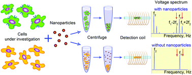 Graphical abstract: MPQ-cytometry: a magnetism-based method for quantification of nanoparticle–cell interactions
