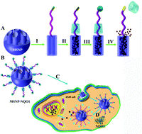 Graphical abstract: An NAD(P)H:quinone oxidoreductase 1 (NQO1) enzyme responsive nanocarrier based on mesoporous silica nanoparticles for tumor targeted drug delivery in vitro and in vivo