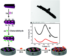 Graphical abstract: Molybdenum carbide nanotubes: a novel multifunctional material for label-free electrochemical immunosensing