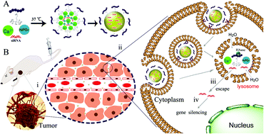 Graphical abstract: Systemic delivery of siRNA by hyaluronan-functionalized calcium phosphate nanoparticles for tumor-targeted therapy