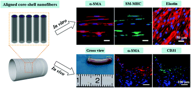 Graphical abstract: Highly aligned core–shell structured nanofibers for promoting phenotypic expression of vSMCs for vascular regeneration