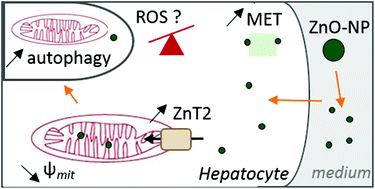 Graphical abstract: Metal homeostasis disruption and mitochondrial dysfunction in hepatocytes exposed to sub-toxic doses of zinc oxide nanoparticles