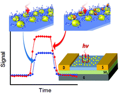 Graphical abstract: Monitoring interfacial lectin binding with nanomolar sensitivity using a plasmon field effect transistor