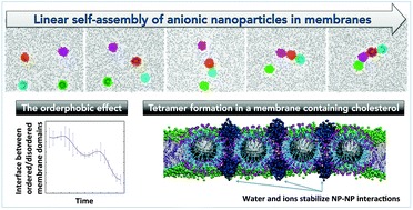 Graphical abstract: Self-assembly of anionic, ligand-coated nanoparticles in lipid membranes