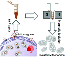 Graphical abstract: Mito-magneto: a tool for nanoparticle mediated mitochondria isolation