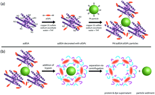 Graphical abstract: Bovine serum albumin coated nanoparticles for in vitro activated fluorescence
