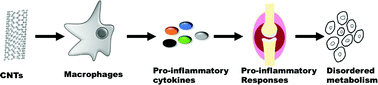 Graphical abstract: Carbon nanotubes stimulate synovial inflammation by inducing systemic pro-inflammatory cytokines