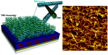 Graphical abstract: Electrostatic layer-by-layer construction of fibrous TMV biofilms