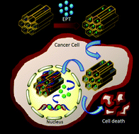Graphical abstract: Loading of an anti-cancer drug into mesoporous silica nano-channels and its subsequent release to DNA