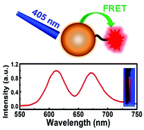 Graphical abstract: A FRET based dual emission nanoprobe (FREDEN) with improved blinking behavior for single molecule localization imaging