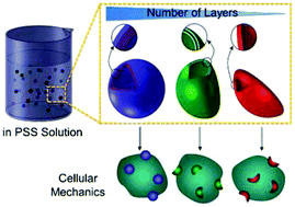 Graphical abstract: Probing cell internalisation mechanics with polymer capsules