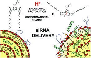 Graphical abstract: Cationic switchable lipids: pH-triggered molecular switch for siRNA delivery